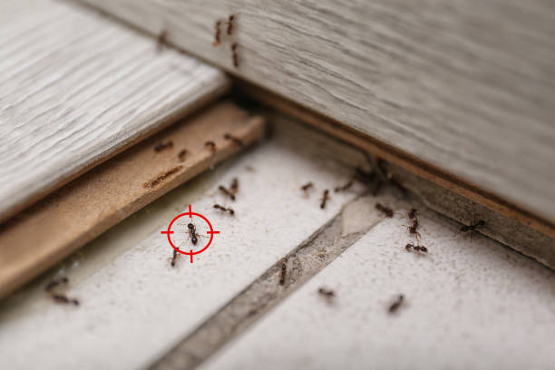 Best Best Pest Control Companies  in New Berlinville, PA