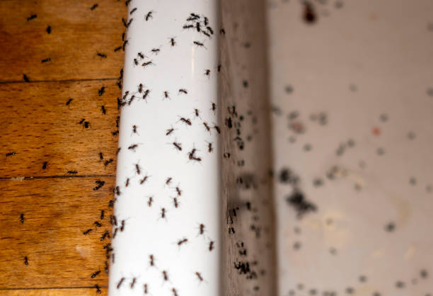 Best Flea Control Services  in New Berlinville, PA