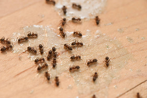 Best Pest Inspection Near Me  in New Berlinville, PA